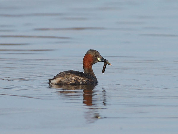 Pikku-uikku, Little Grebe, Tachybaptus ruficollis